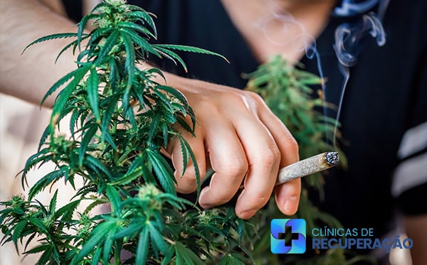Tratamento Dependente Maconha Potim - SP - Clínica de Reabilitação